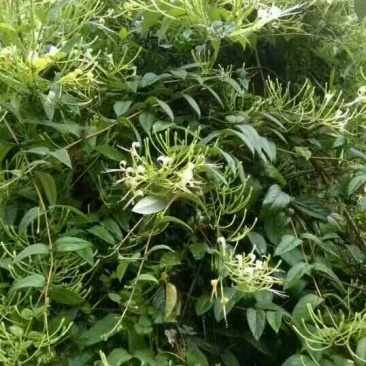 金银花色白花无杆