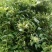 金银花色白花无杆