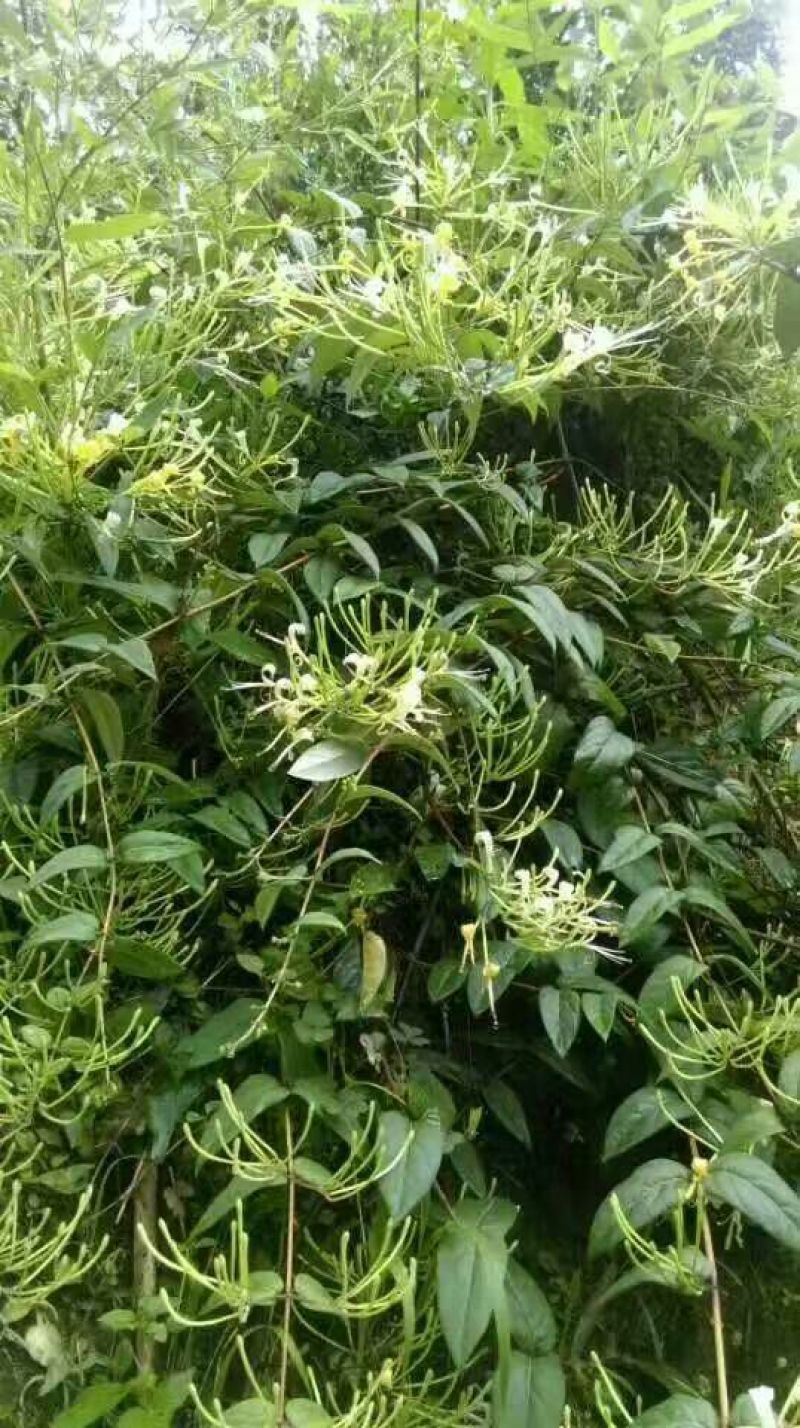 金银花色白花无杆