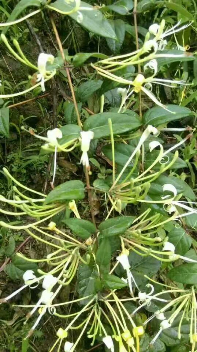 金银花色白花无杆