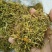 金银花色白花无杆