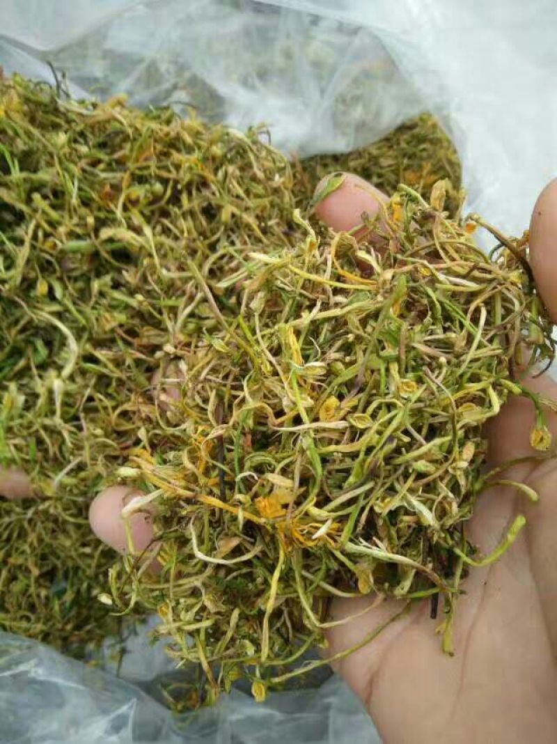金银花色白花无杆