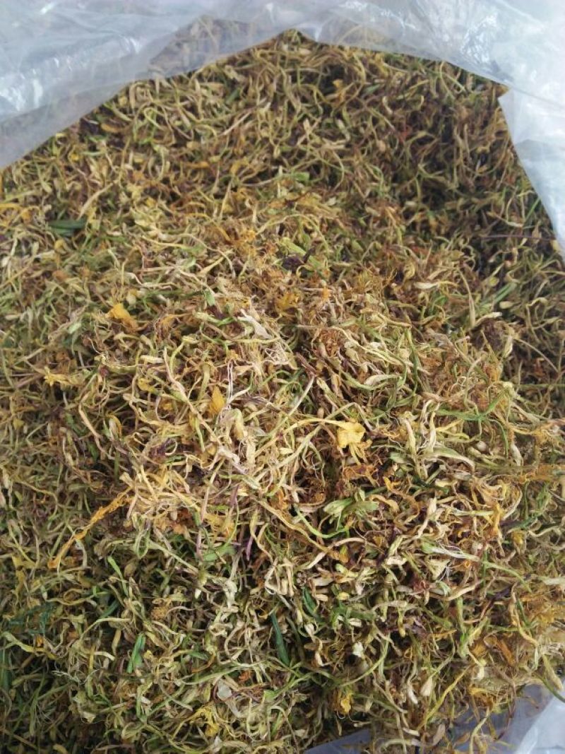金银花色白花无杆