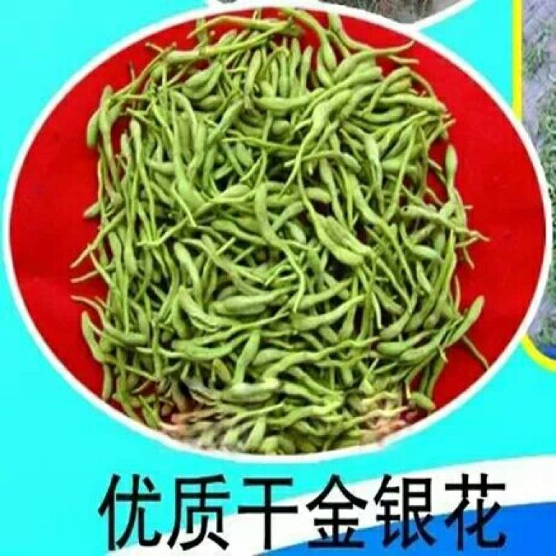 金银花色白花无杆
