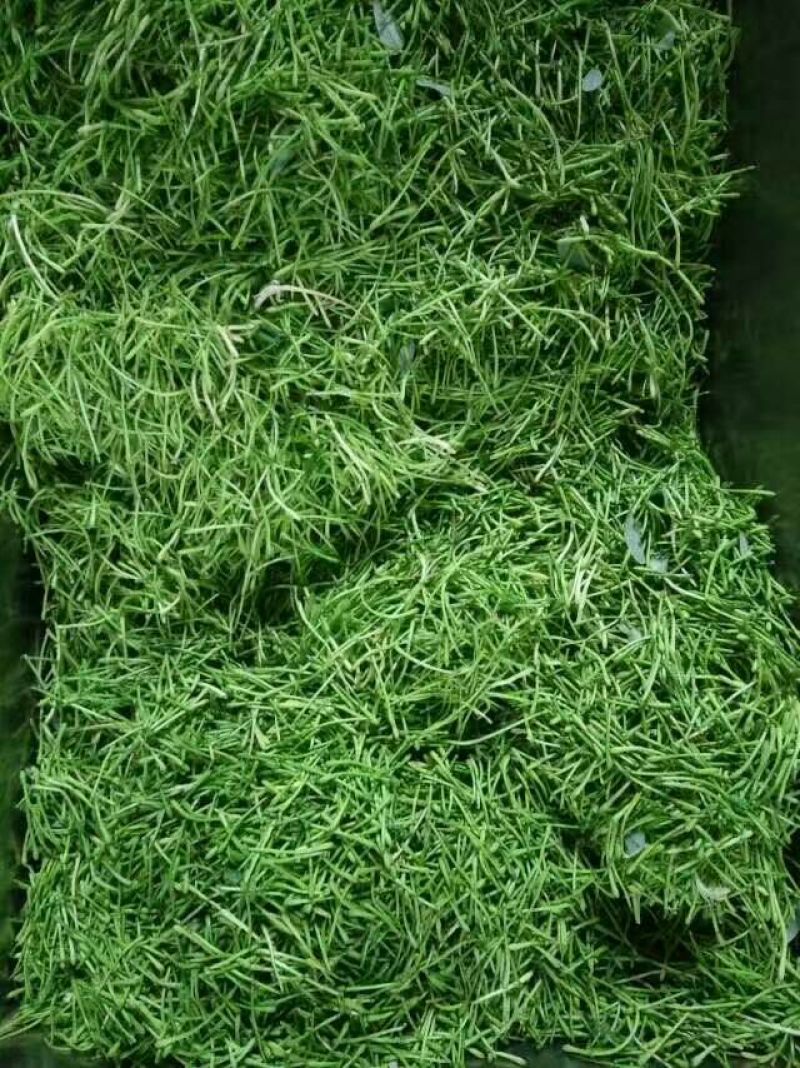 金银花色白花无杆