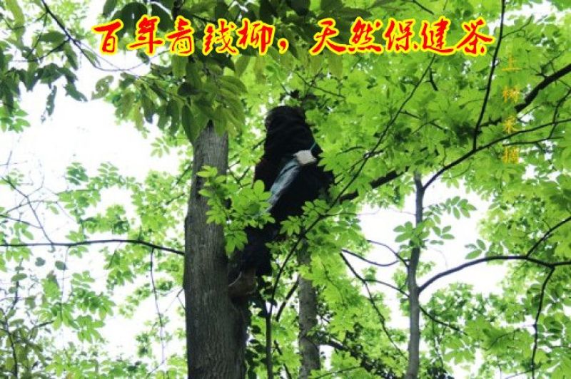 青钱柳茶一级