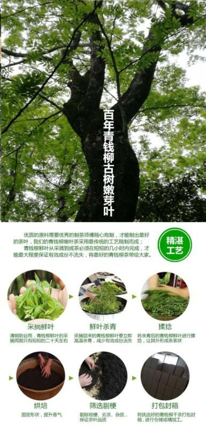 青钱柳茶一级
