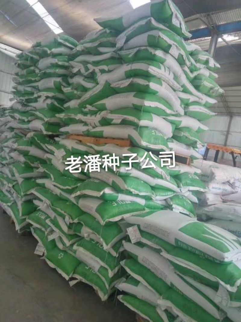 进口黑麦草种子，一年生和多年生都有，需要哪个品种请备注