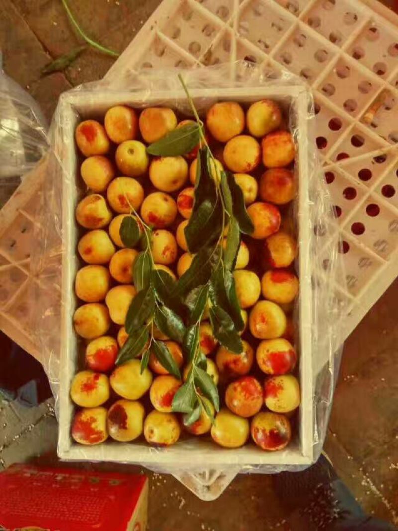 大荔冬枣拐一