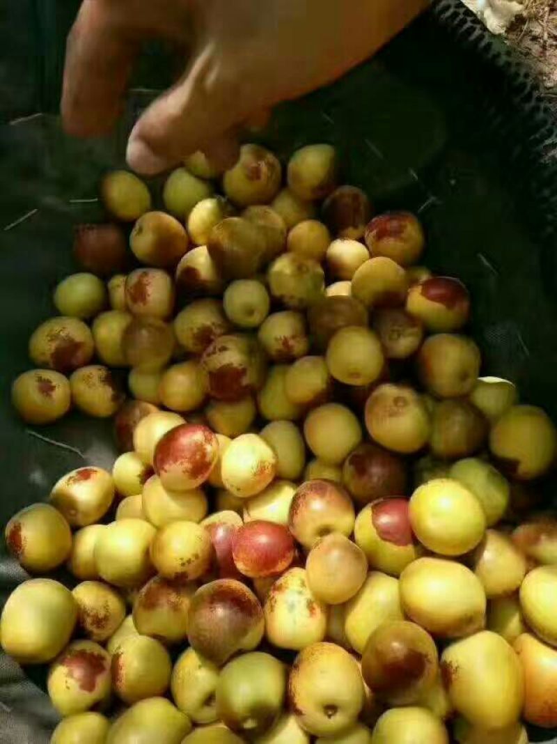 大荔冬枣拐一