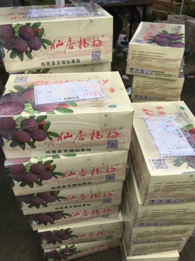 东魁杨梅5~6cm