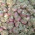 紫皮洋葱3~8厘米大量现货供应一手货源产地直发欢迎咨询