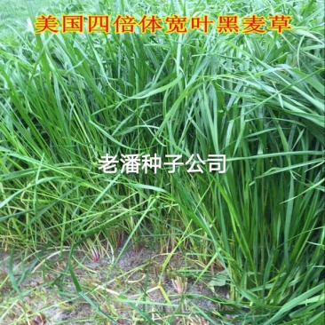 黑麦草种子春秋播种，早春即可生长，耐寒，生长力强。