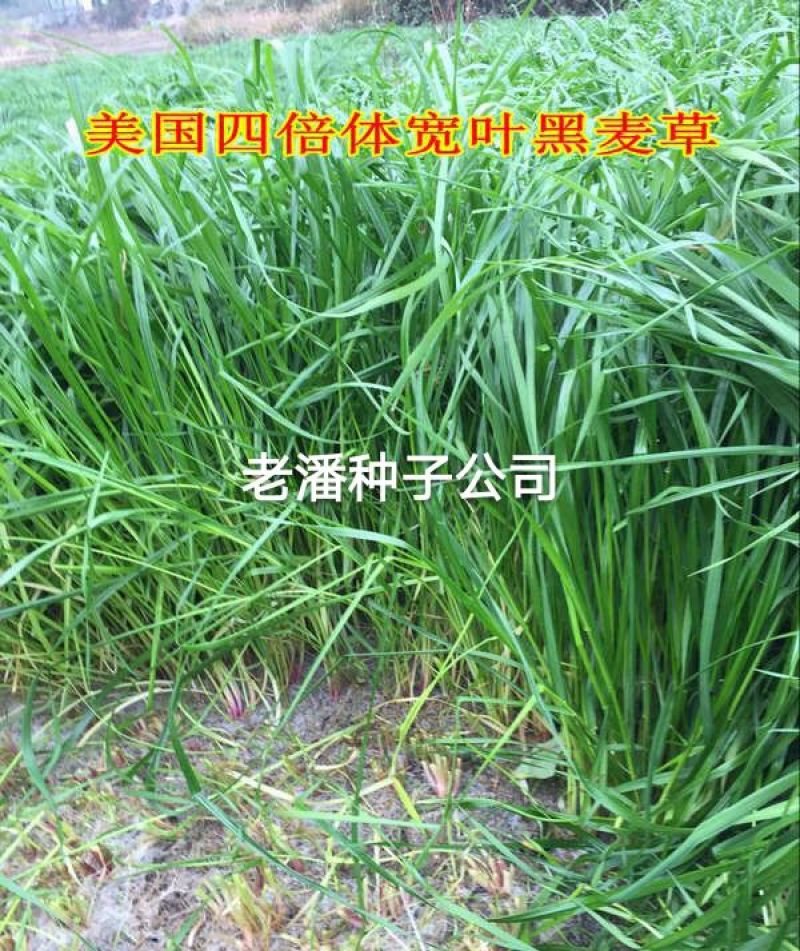 黑麦草种子春秋播种，早春即可生长，耐寒，生长力强。
