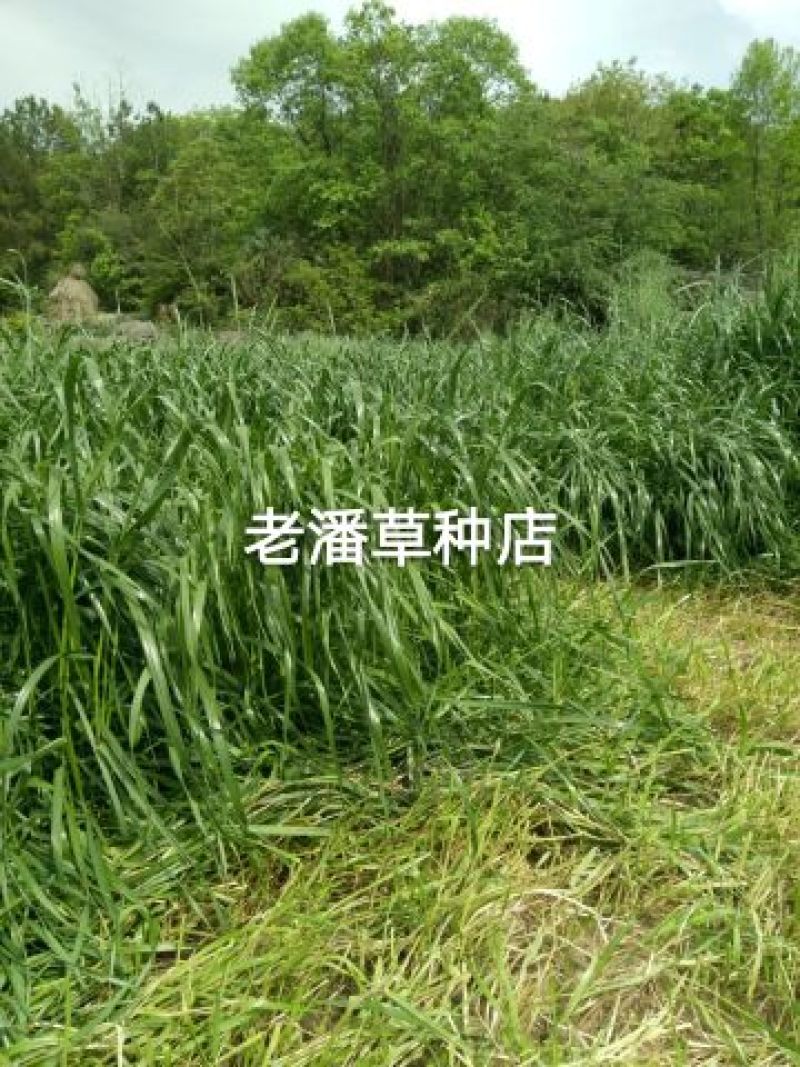 黑麦草种子春秋播种，早春即可生长，耐寒，生长力强。