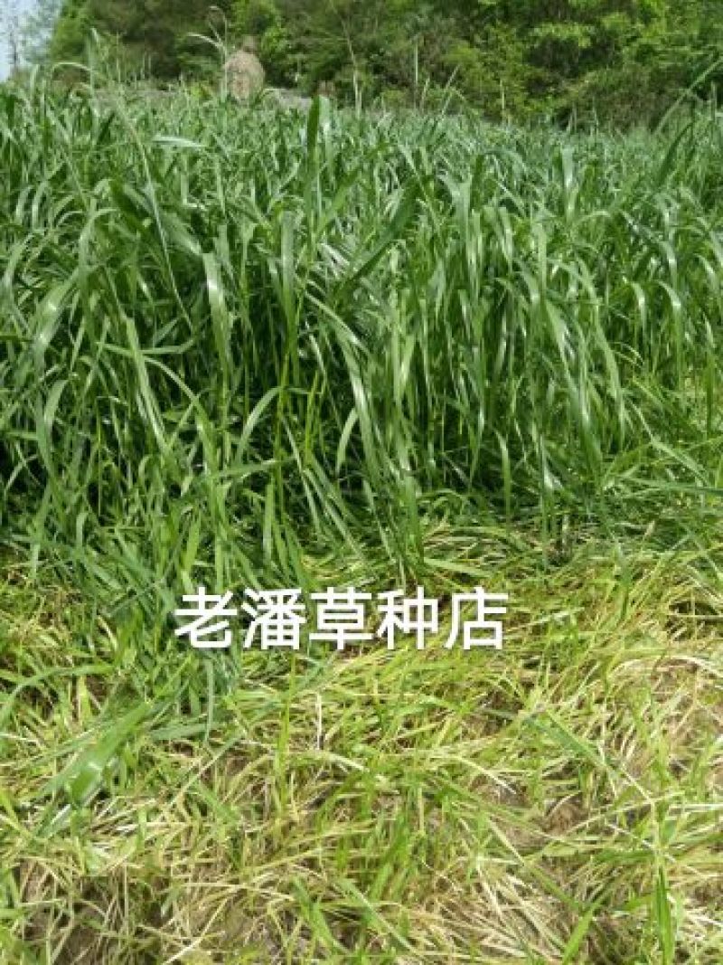 黑麦草种子春秋播种，早春即可生长，耐寒，生长力强。