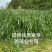 黑麦草种子春秋播种，早春即可生长，耐寒，生长力强。