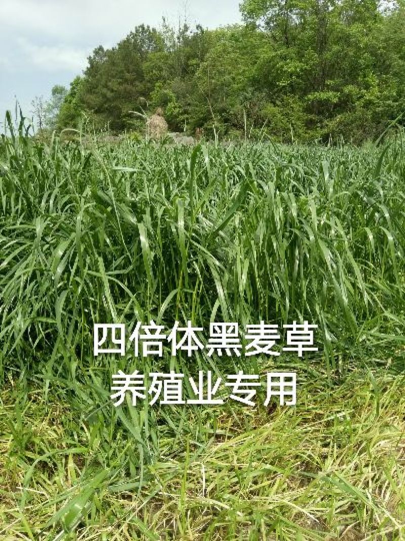 黑麦草种子春秋播种，早春即可生长，耐寒，生长力强。