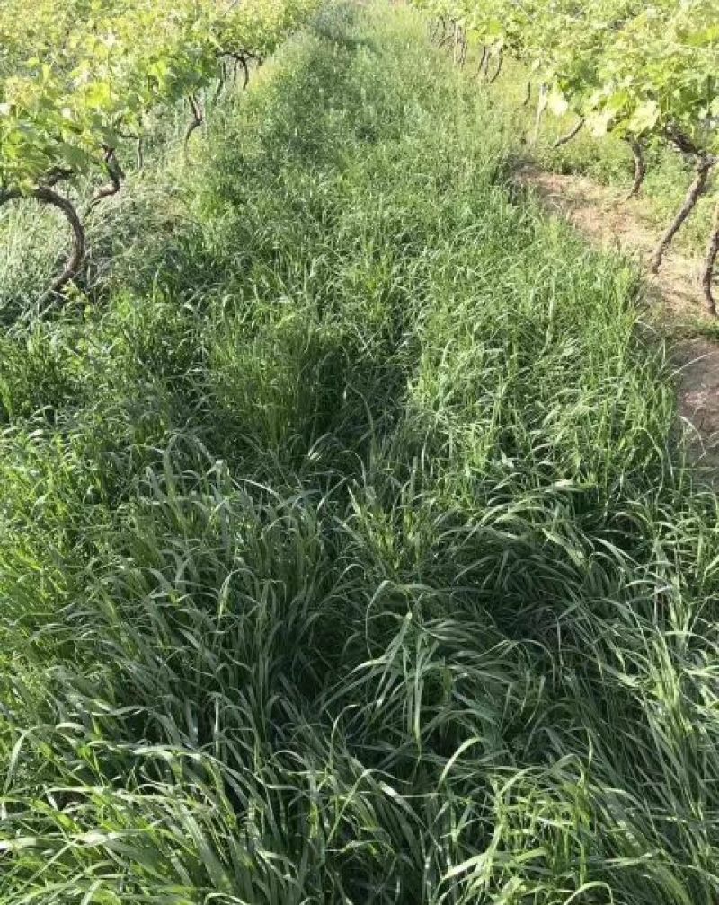 黑麦草种子春秋播种，早春即可生长，耐寒，生长力强。