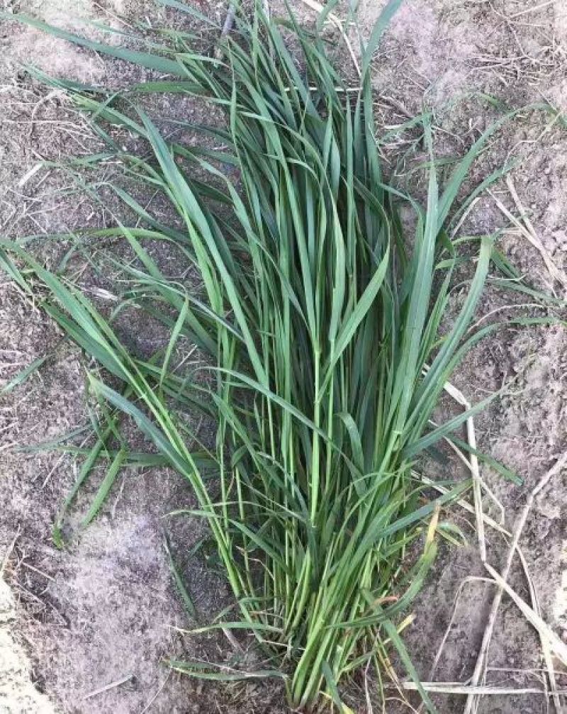 黑麦草种子春秋播种，早春即可生长，耐寒，生长力强。