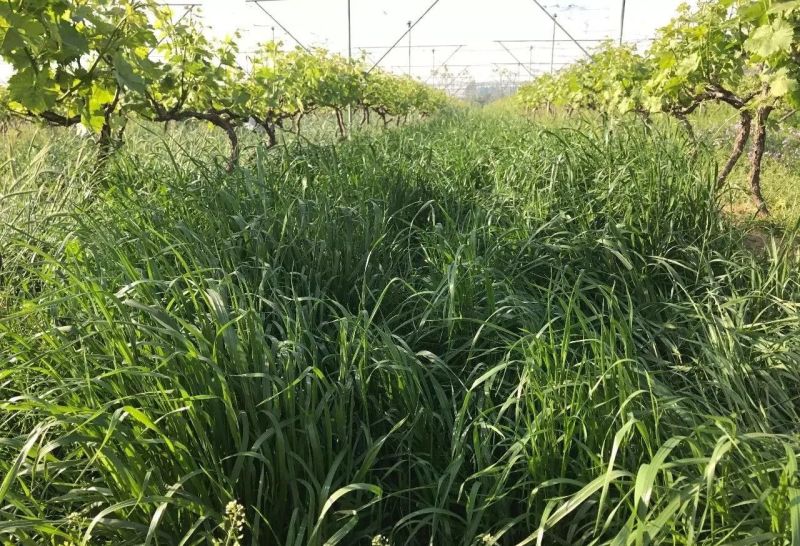 黑麦草种子春秋播种，早春即可生长，耐寒，生长力强。