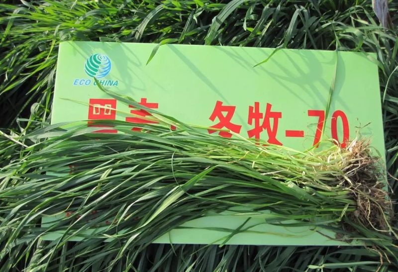 黑麦草种子春秋播种，早春即可生长，耐寒，生长力强。