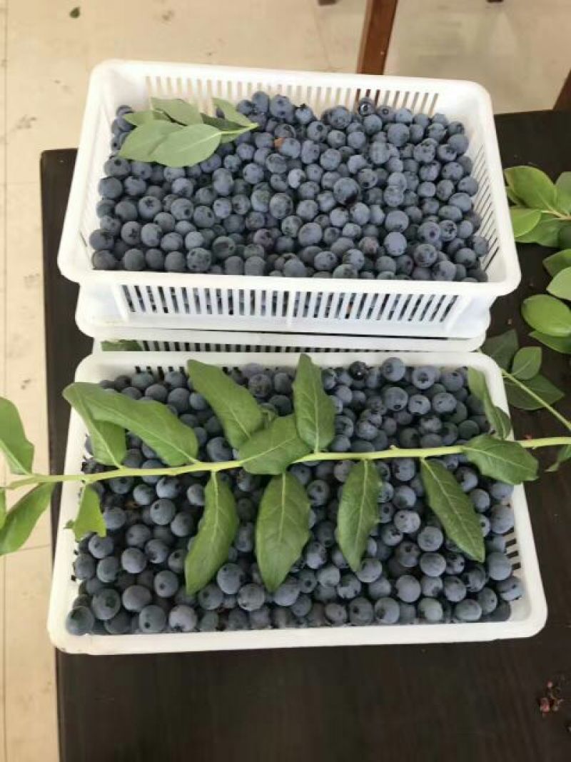北陆蓝莓鲜果4~6mm以上