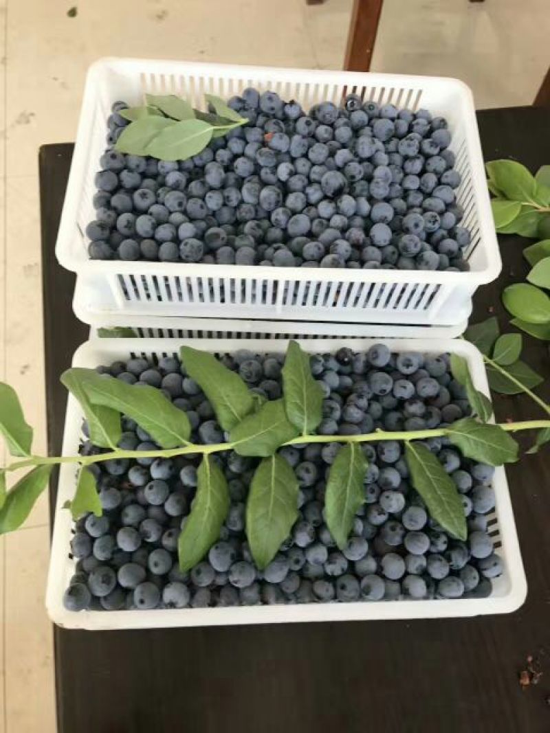北陆蓝莓鲜果4~6mm以上