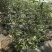 北陆蓝莓鲜果4~6mm以上