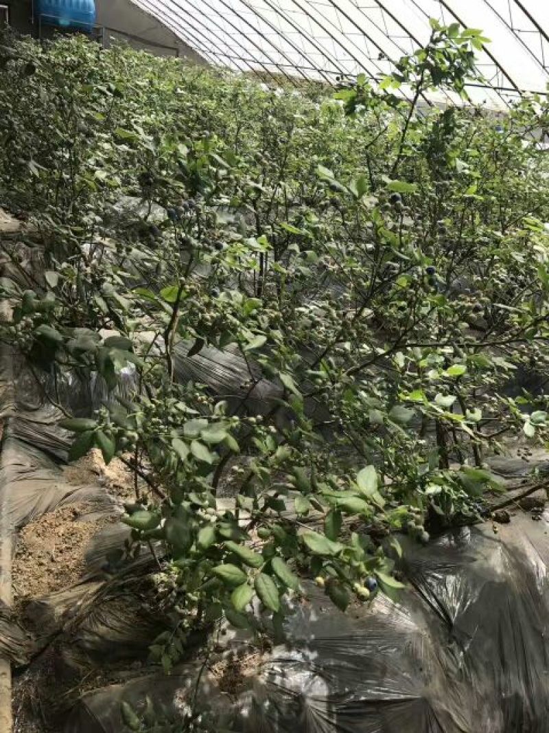 北陆蓝莓鲜果4~6mm以上