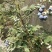 北陆蓝莓鲜果4~6mm以上