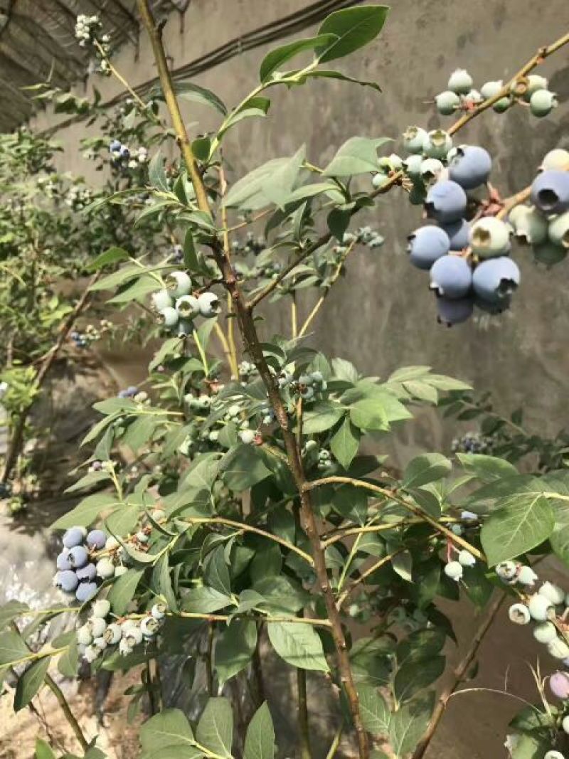 北陆蓝莓鲜果4~6mm以上