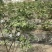 北陆蓝莓鲜果4~6mm以上