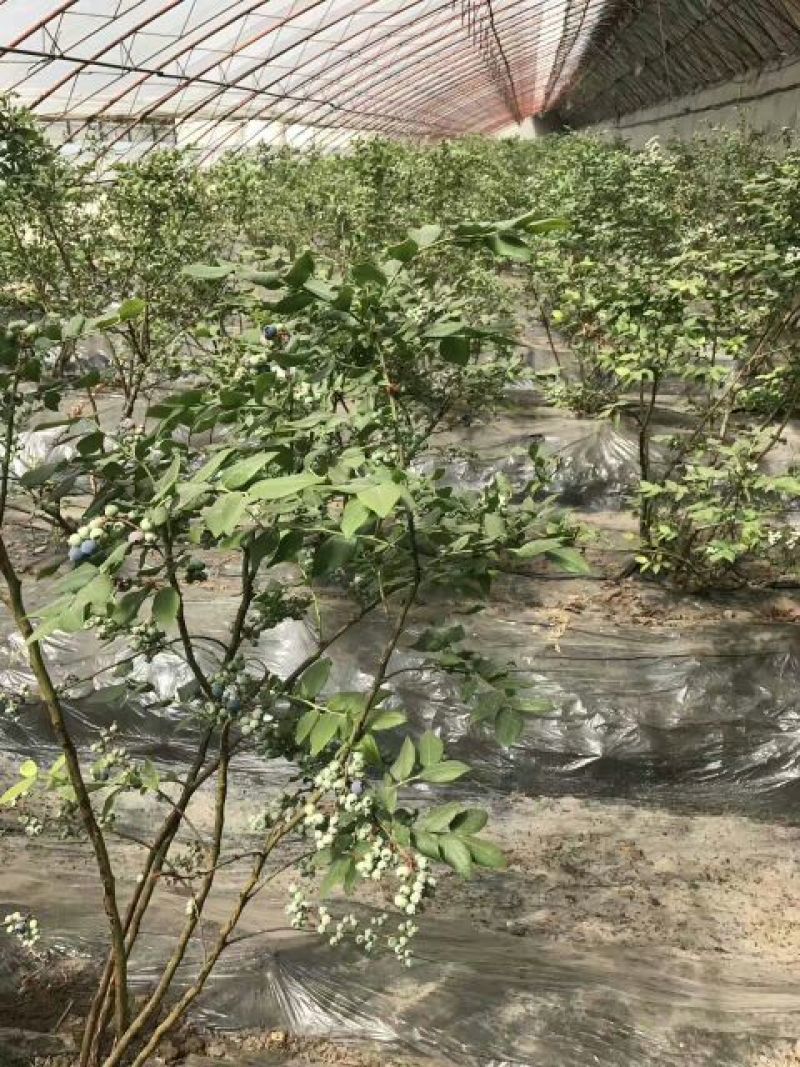 北陆蓝莓鲜果4~6mm以上