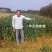 黑麦草种子春秋播种，早春即可生长，耐寒，生长力强。