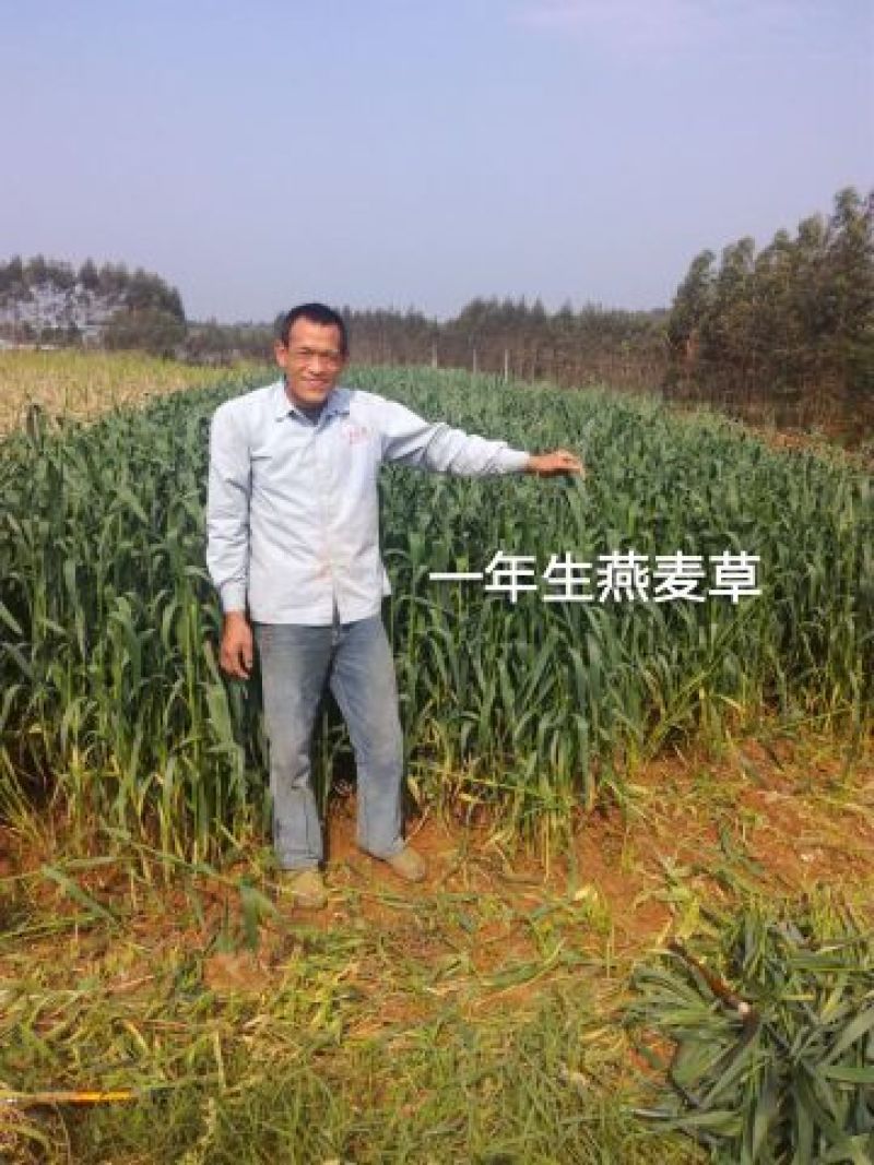 黑麦草种子春秋播种，早春即可生长，耐寒，生长力强。