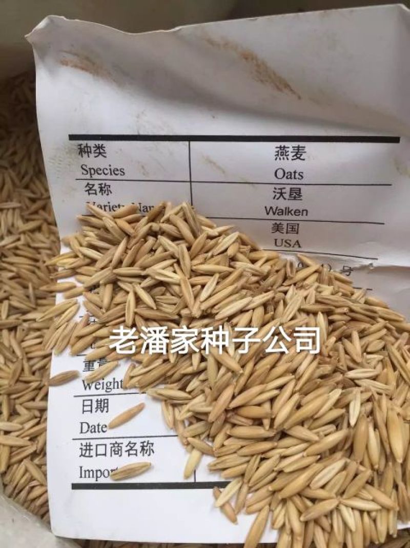 黑麦草种子春秋播种，早春即可生长，耐寒，生长力强。