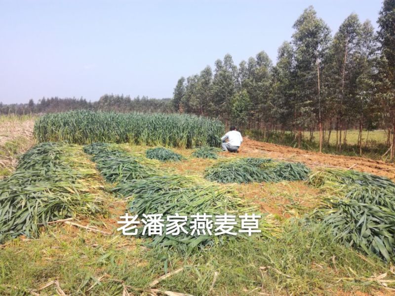 黑麦草种子春秋播种，早春即可生长，耐寒，生长力强。