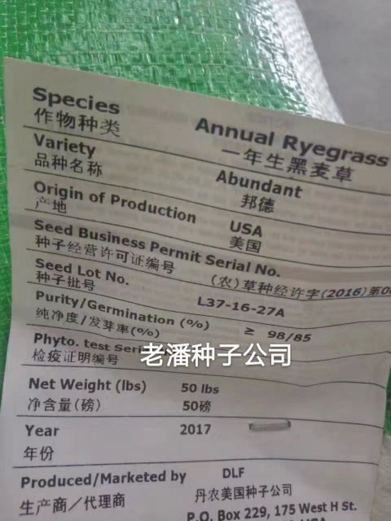 黑麦草种子春秋播种，早春即可生长，耐寒，生长力强。