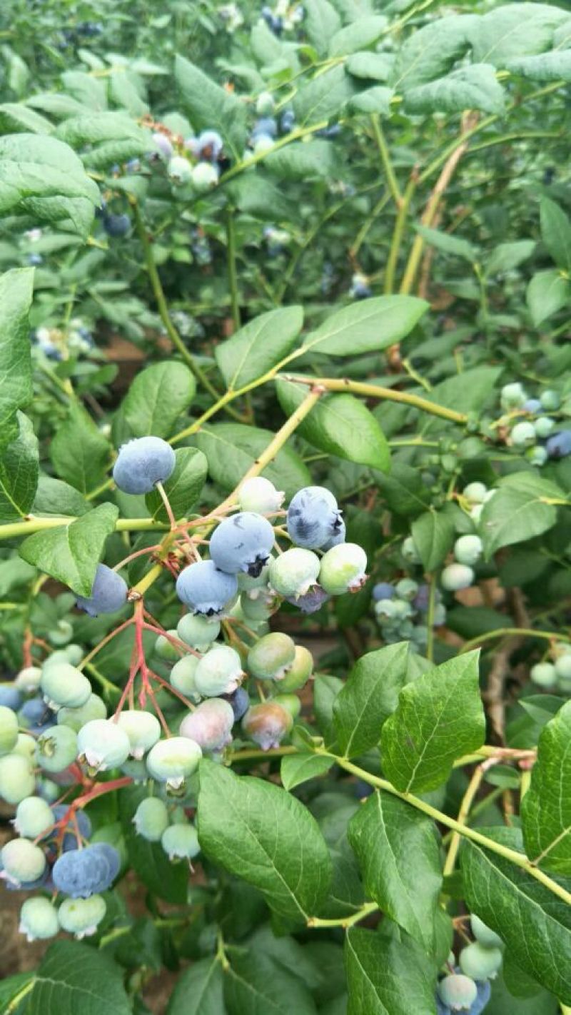 蓝莓鲜果12~14mm以上