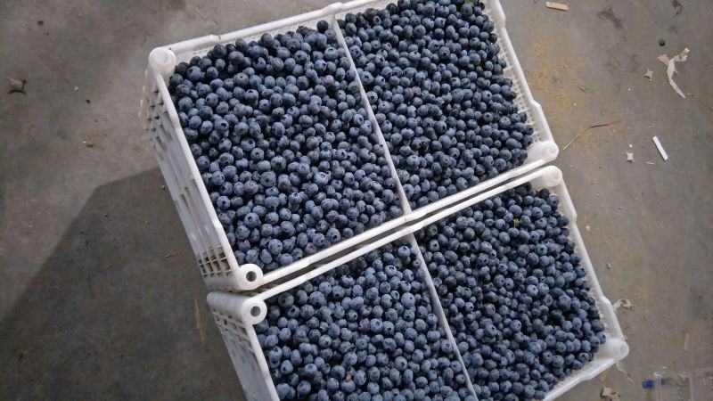 蓝莓鲜果12~14mm以上