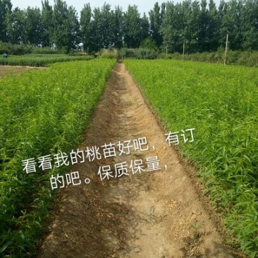 桃树苗子品种齐全，保质保量，欢迎采购。保成活率。