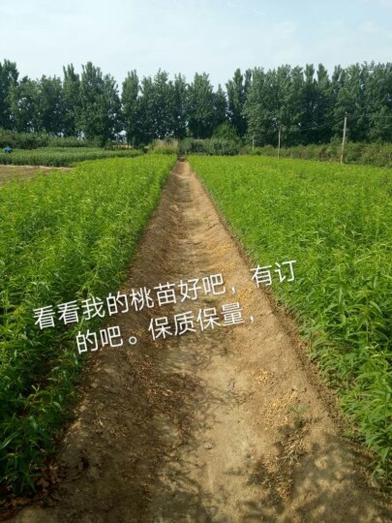 桃树苗子品种齐全，保质保量，欢迎采购。保成活率。