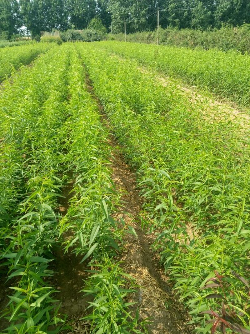 桃树苗子品种齐全，保质保量，欢迎采购。保成活率。