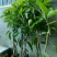 金煌芒四季芒桂七芒红贵妃芒辣椒芒噢芒鸡嘴芒