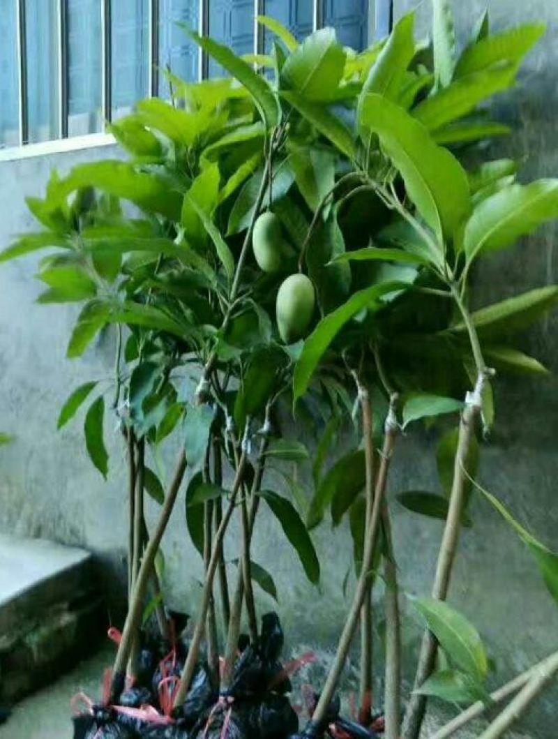 金煌芒四季芒桂七芒红贵妃芒辣椒芒噢芒鸡嘴芒