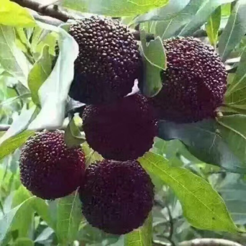 安海硬丝杨梅