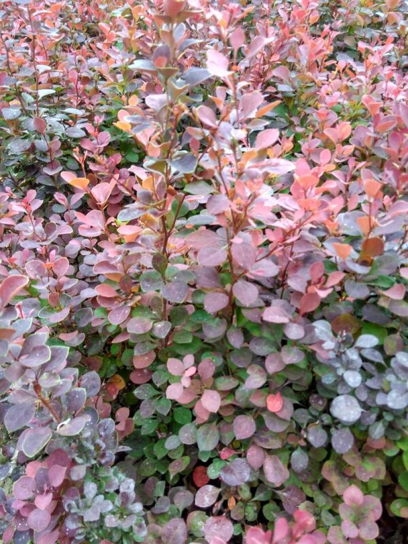 紫叶小檗30~50cm