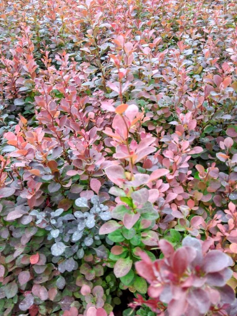 紫叶小檗30~50cm