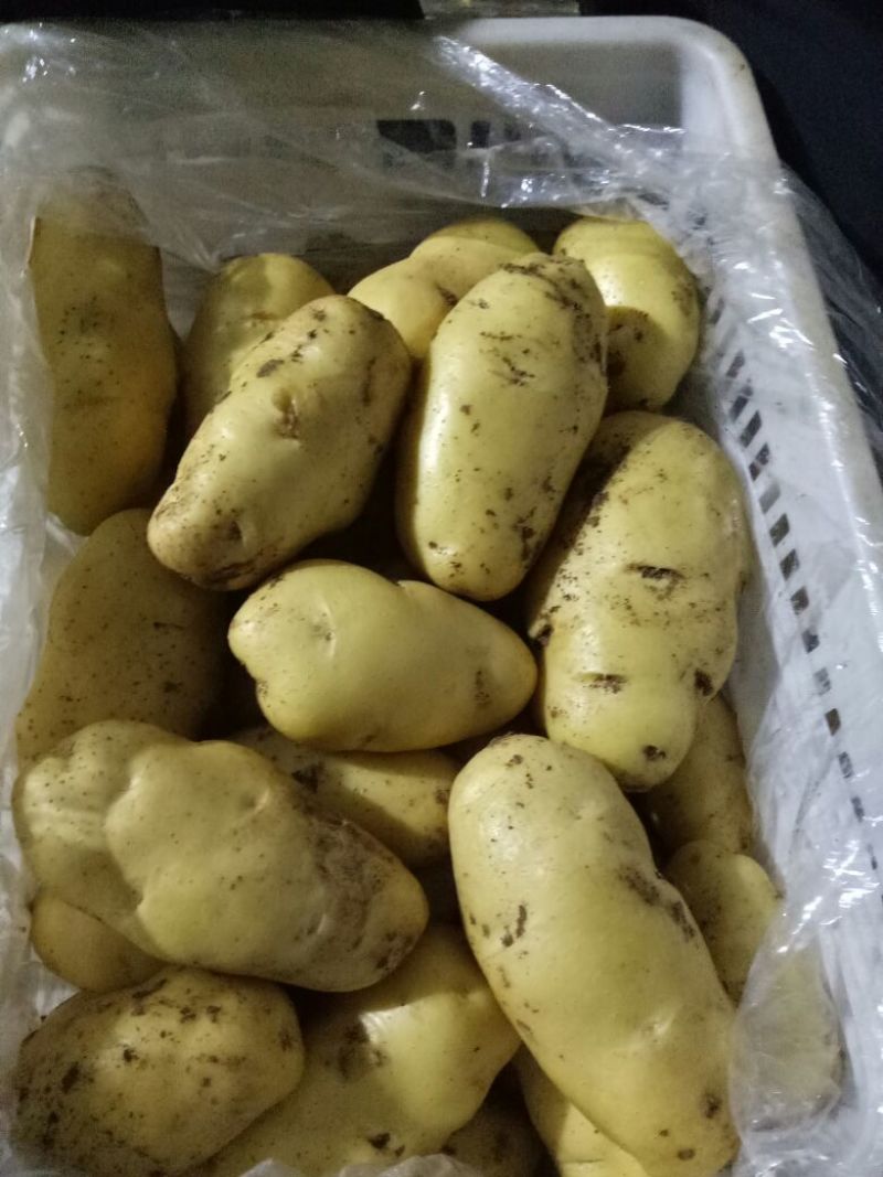 土豆3两以上精品